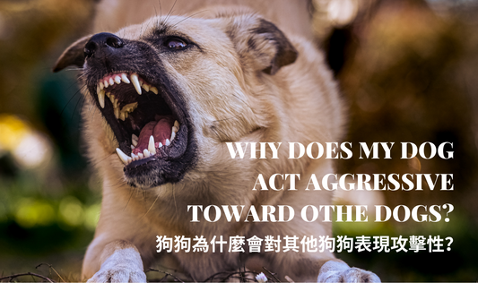 Why Does My Dog Act Aggressive Toward Other Dogs? PETT2GO