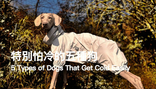 5 Types of Dogs That Get Cold Easily — Is Your Dog One of Them? - PETT2GO