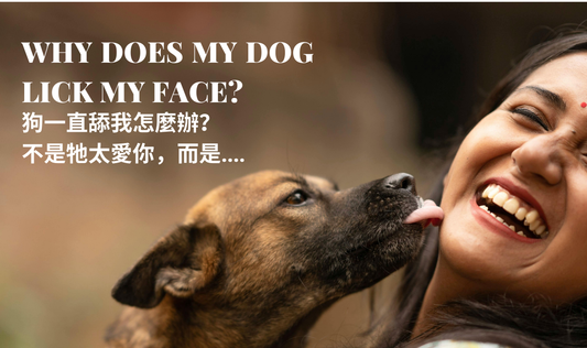 Why Does My Dog Lick My Face? It’s Not Always About Love PETT2GO
