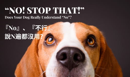 Does-Your-Dog-Really-Understand-No PETT2GO