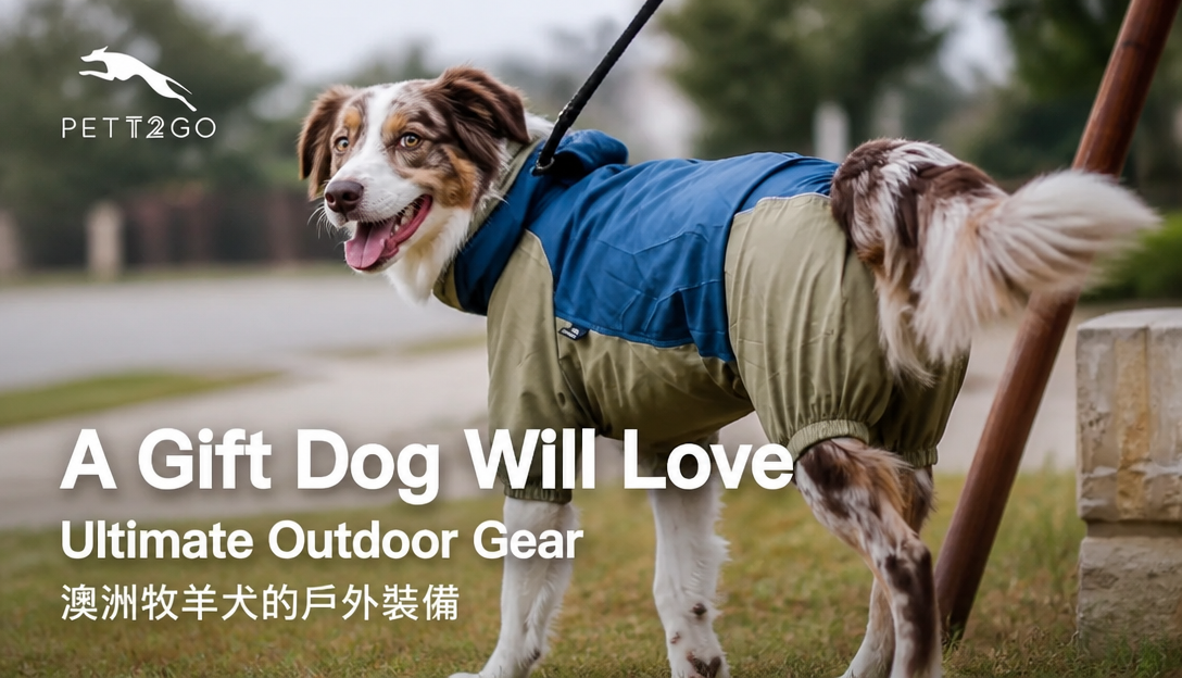 A Gift Dog will Love🎁