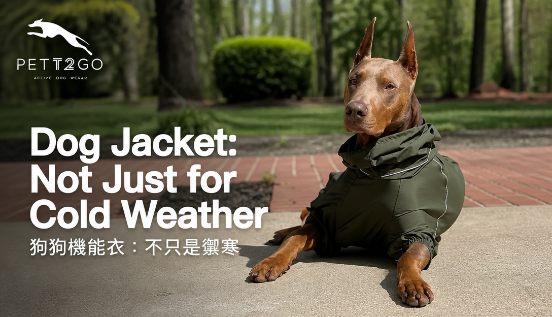 Dog Jacket: Not Just for Cold Weather