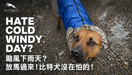Cold and Windy Days? Bring It On! My Tripod Pitbull Thrives in PETT2GO Gear!