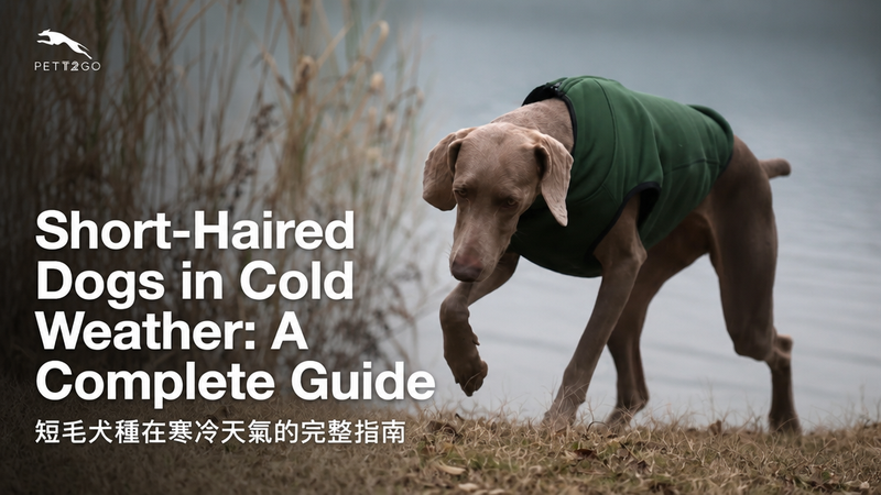 Short-Haired Dogs in Cold Weather: A Complete Guide