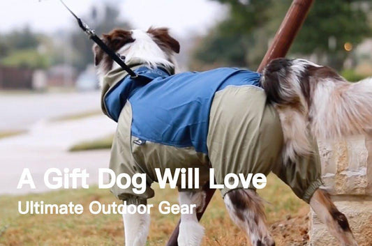 A Gift Dog will Love🎁 - PETT2GO