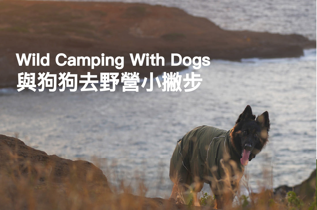 Wild-Camping-With-Dogs-What-Animal-Behaviorists-Say-Most-Owners-Miss PETT2GO