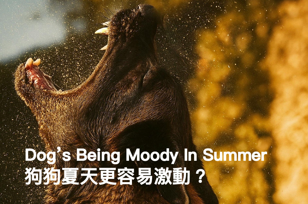 Your Dog’s Being Moody—Their Brain Might Be Overheating