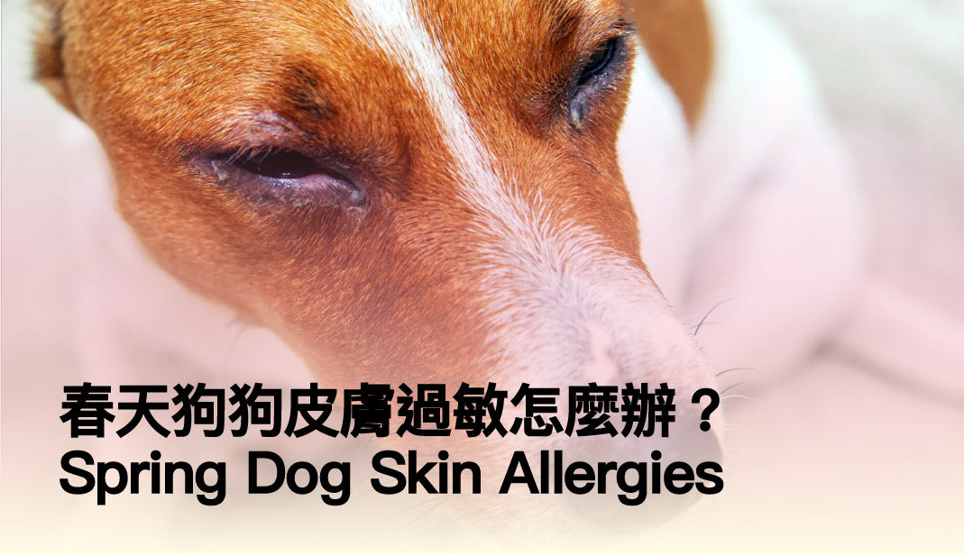 Spring Dog Skin Allergies: 4 Causes, 7 Warning Signs & Vet-Backed Prevention