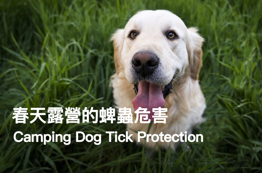 Spring Camping Tick Prevention: Complete Guide for Dogs and Their Owners