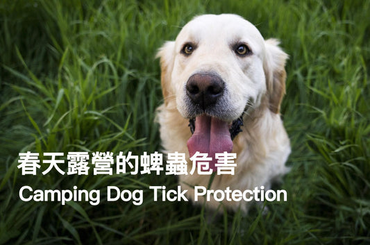 Spring Camping Tick Prevention: Complete Guide for Dogs and Their Owners