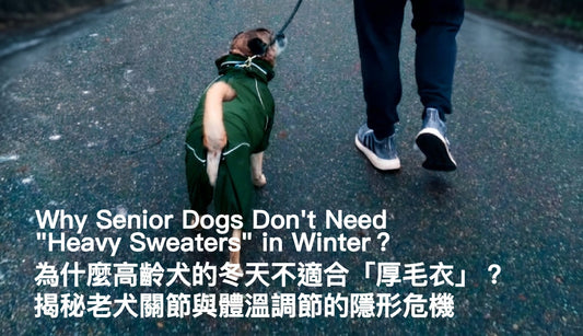 Why Senior Dogs Don't Need "Heavy Sweaters" in Winter？ PETT2GO