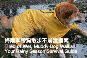 Rainy Season Dog Walking Survival Guide: How to Walk Your Dog Every Day Without Dreading It