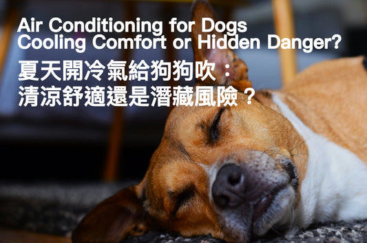 Air Conditioning for Dogs in Summer: Cooling Comfort or Hidden Danger? 5 Things You Should Know PETT2GO
