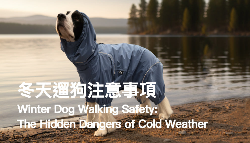 Winter Dog Walking Safety: The Hidden Dangers of Cold Weather