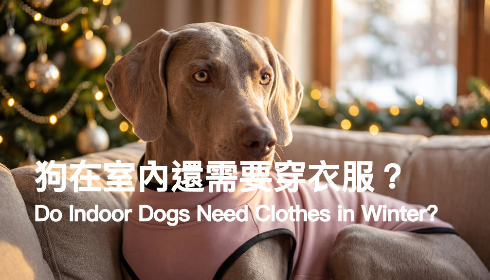 Do Indoor Dogs Need Clothes in Winter? What Vets Say PETT2GO