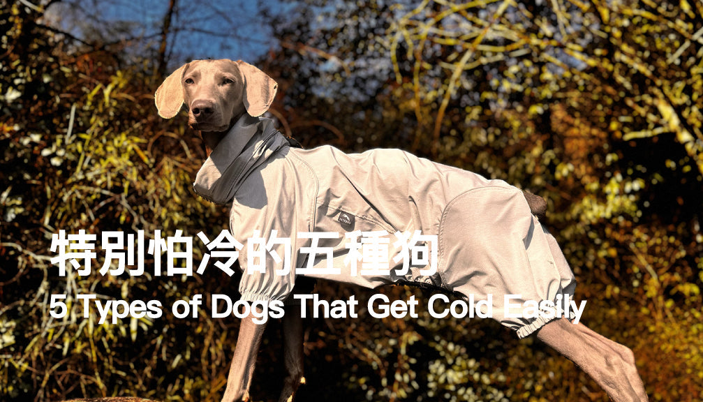 5 Types of Dogs That Get Cold Easily — Is Your Dog One of Them?