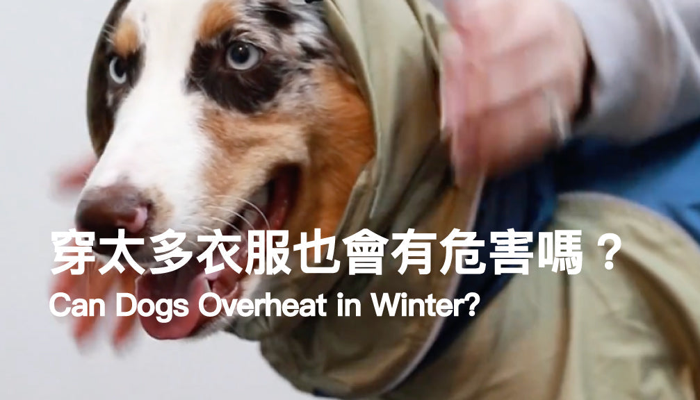 Can Dogs Overheat in Winter? PETT2GO