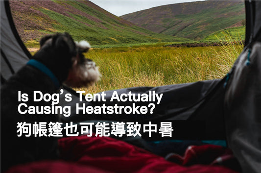 Is Dog’s Tent Actually Causing Heatstroke?