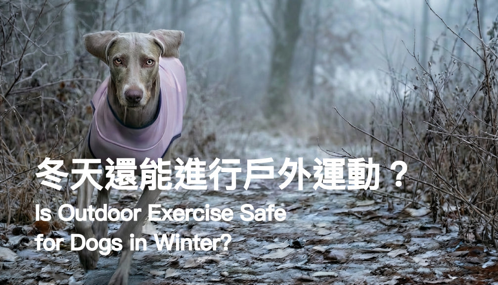 Is Outdoor Exercise Safe for Dogs in Winter?Adjust How—and When—You Move