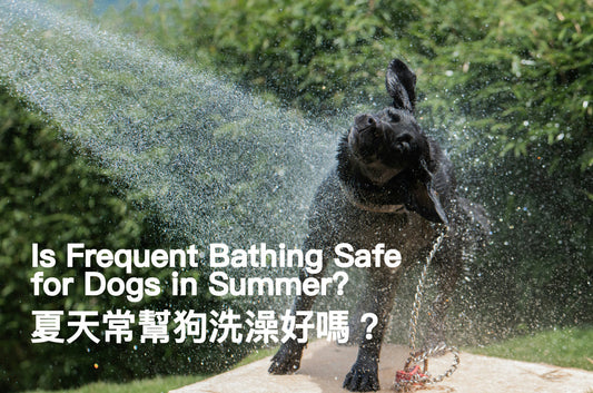 Is-Frequent-Bathing-Safe-for-Dogs-in-Summer PETT2GO