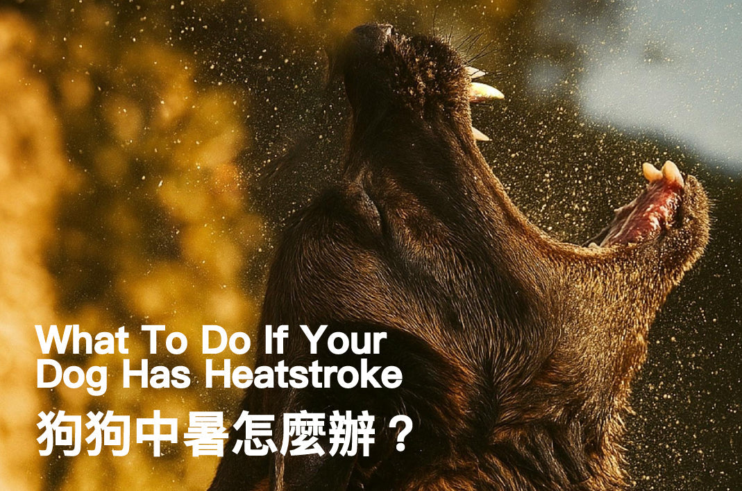 What-To-Do-If-Your-Dog-Has-Heatstroke PETT2GO