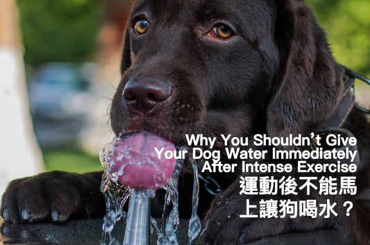 Why You Shouldn’t Give Your Dog Water Immediately After Intense Exercise PETT2GO
