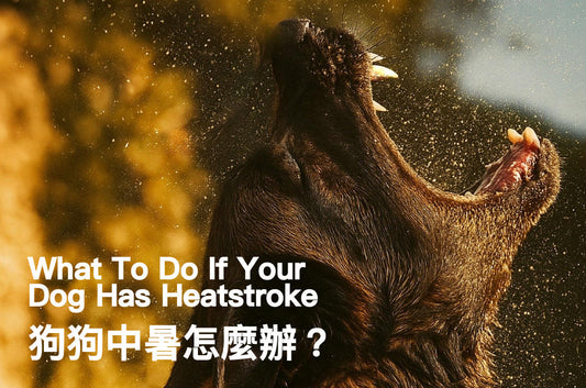 What To Do If Your Dog Has Heatstroke? PETT2GO