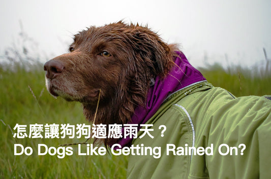 Do Dogs Like Getting Rained On?