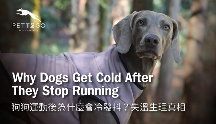 Why Dogs Get Cold After They Stop Running