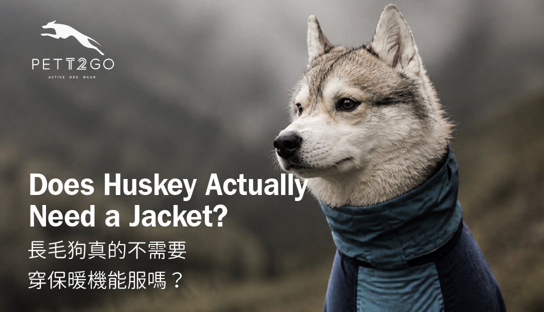 Double-Coated Dog on a Mountain Ridgeline in Autumn — Does She Actually Need a Jacket?