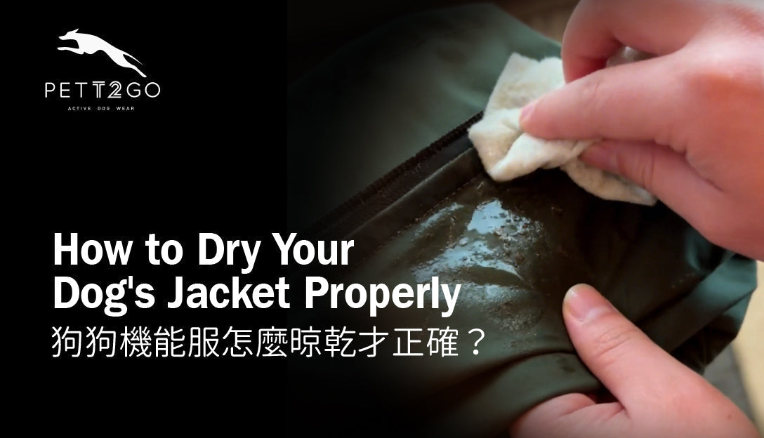 After a Rainy Trail Walk — How to Dry Your Dog's Jacket Properly
