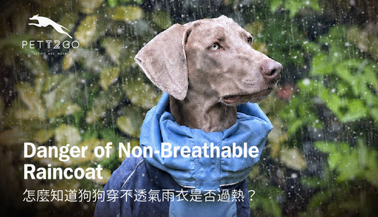 Summer Hiking: How to Know If Your Dog Is Overheating in a Non-Breathable Raincoat