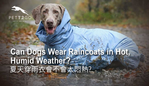 Can Dogs Wear Raincoats in Hot, Humid Weather?