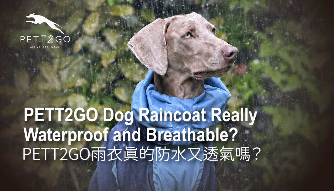 Is PETT2GO's Dog Raincoat Really Waterproof and Breathable?