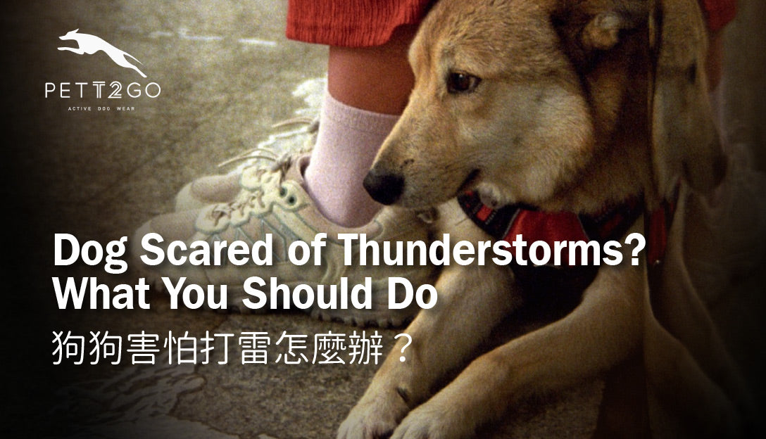 Dog Scared of Thunderstorms? What You Should Do