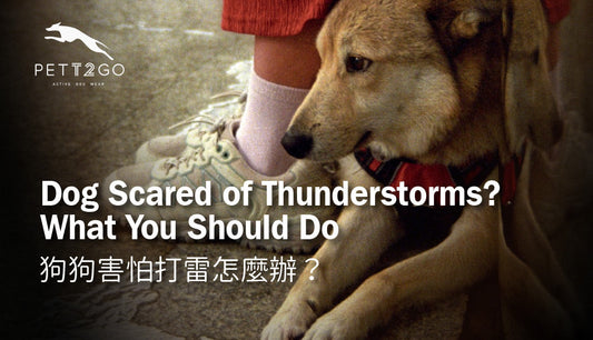 Dog Scared of Thunderstorms? What You Should Do