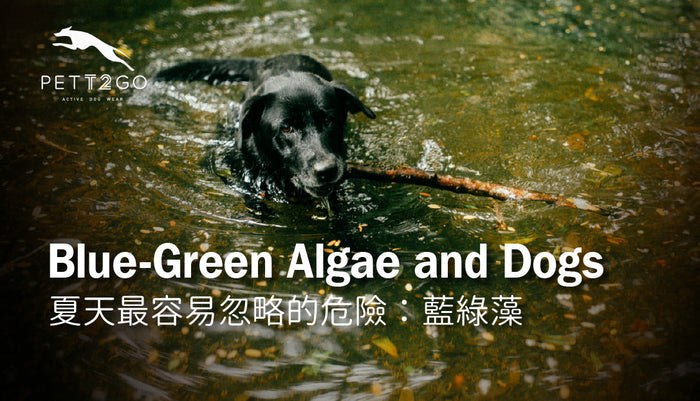 Blue-Green Algae and Dogs: The Summer Water Risk That Can Turn Fatal in Minutes