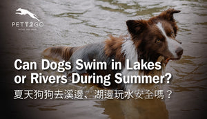 Can Dogs Swim in Lakes or Rivers This Summer? A Complete Water Safety Guide