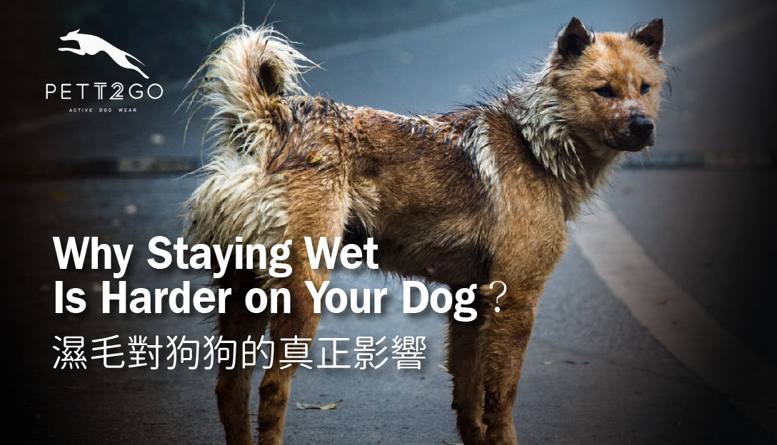 Why Staying Wet Is Harder on Your Dog？