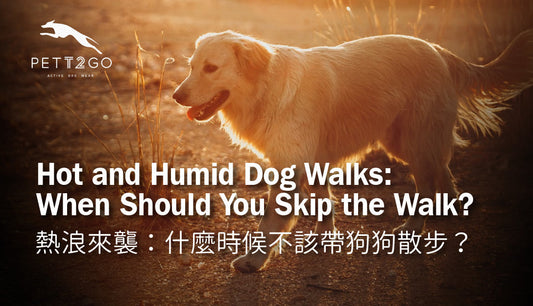 Hot and Humid Dog Walks: When Should You Skip the Walk?