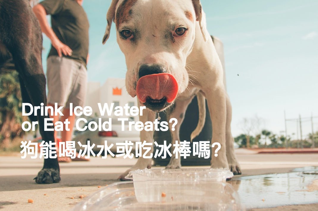Can Dogs Drink Ice Water or Eat Cold Treats? - PETT2GO