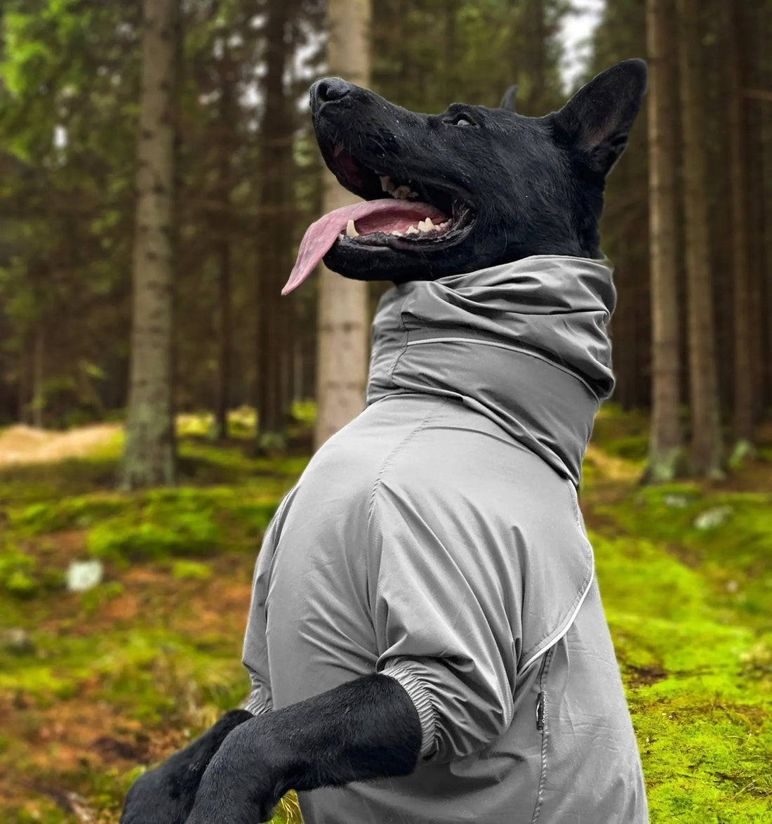 Choosing the Right Outdoor Gear for Your Dog: A Guide to Adventures with PETT2GO - PETT2GO