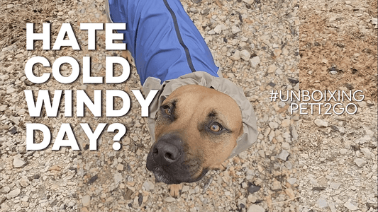Cold and Windy Days? Bring It On! My Tripod Pitbull Thrives in PETT2GO Gear! - PETT2GO