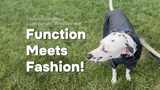 Dashing Dalmatian Unboxes Stylish Coal Black Windbreaker | Function Meets Fashion! - PETT2GO