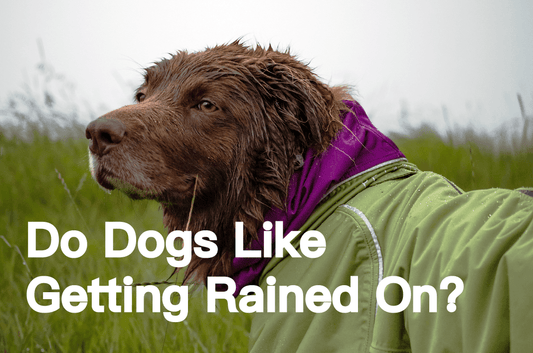 Do Dogs Like Getting Rained On? - PETT2GO