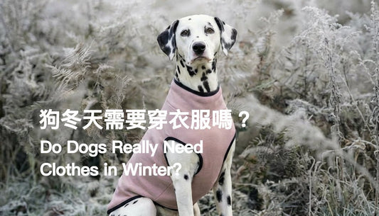 Do Dogs Really Need Clothes in Winter? 3 Things You Should Know - PETT2GO