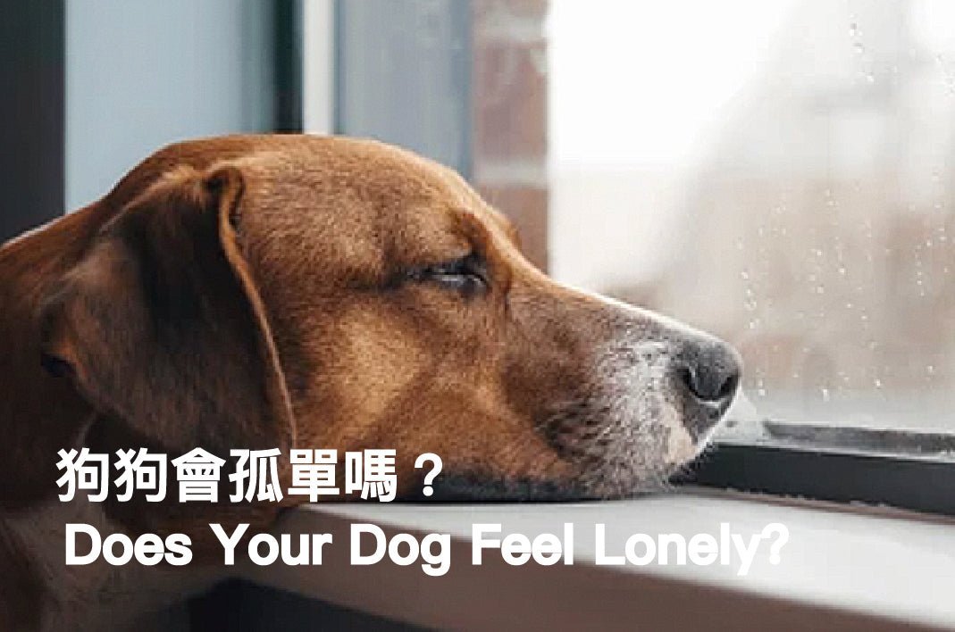 Does Dog Need Dog Friends? - PETT2GO