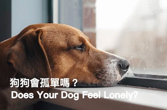 Does Dog Need Dog Friends? - PETT2GO