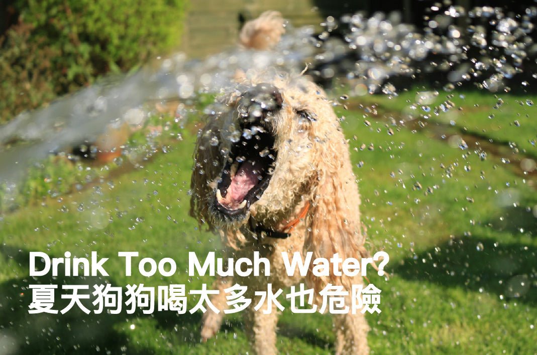 Does Your Dog Drink Too Much Water This Summer?Avoid Electrolyte Imbalance & Digestive Issues! - PETT2GO