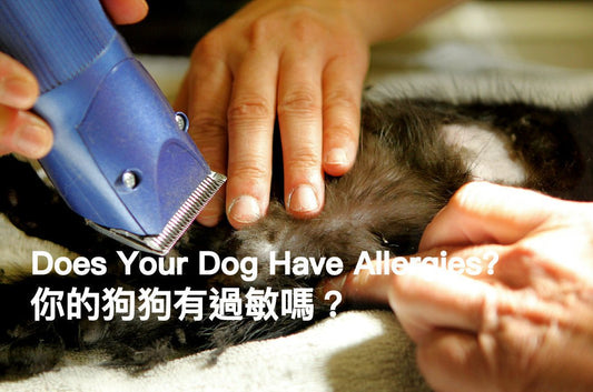 Does Your Dog Have Allergies? - PETT2GO